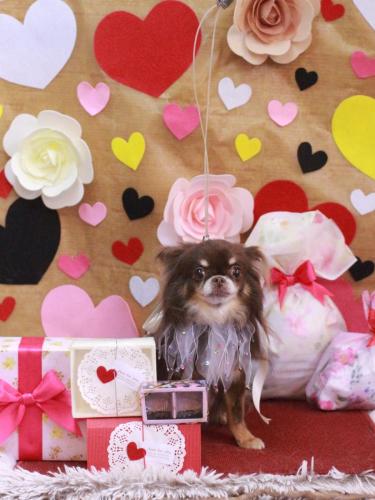 20230214チロルくん